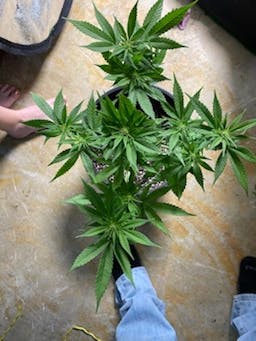 cannabisgardens710