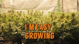I’m Easy Growing